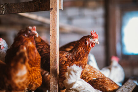 How to Keep Chickens Cool in Extreme Heat Image